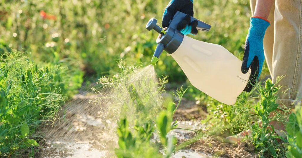 controle de pragas em Campina Grande