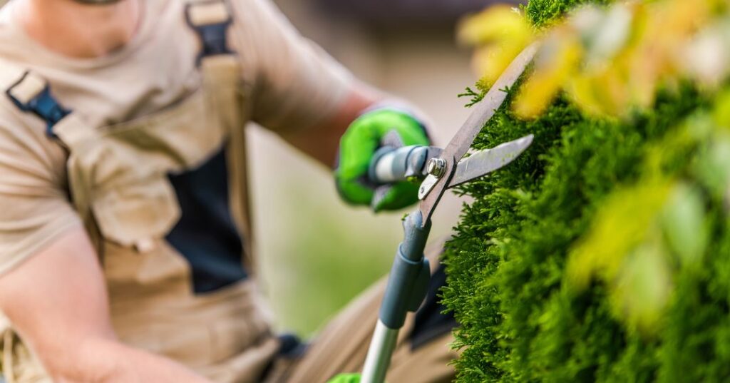 poda e plantio em Campina Grande